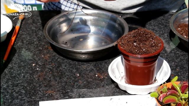 Как пересадить Венерину Мухоловку за 7 минут смотреть онлайн