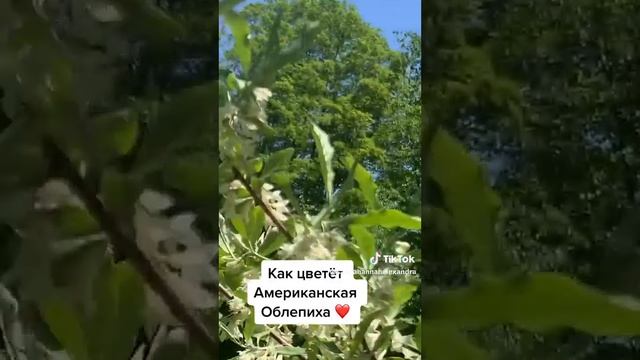 Как цветет Американская Облепиха смотреть онлайн