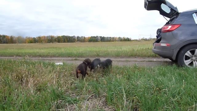 Щенки Добермана смотреть онлайн