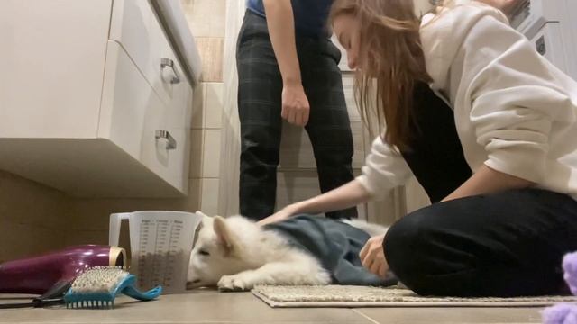 Как приучить собаку к воде и фену? смотреть онлайн