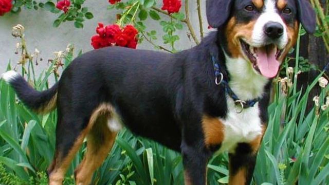 Entlebucher Mountain Dog - TOP 10 Interesting Facts смотреть онлайн