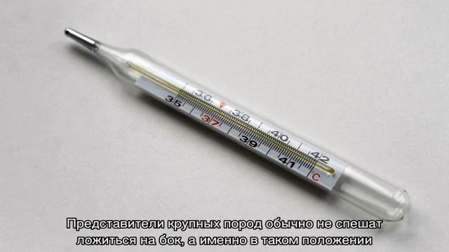 Как померить температуру собаке в домашних условиях смотреть онлайн
