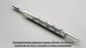 Как померить температуру собаке в домашних условиях