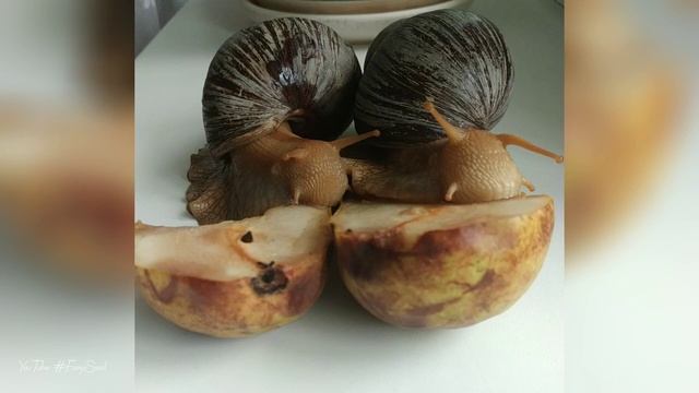 A Very Hungry Snails Eating ROTTEN PEAR (timelapse)