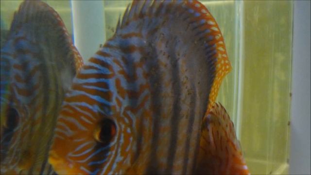 IvKo-Discus Red Turquoise & Gialant Flora/Heckel cross смотреть онлайн