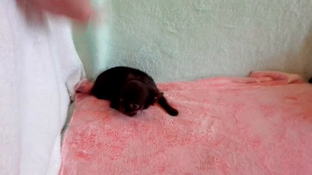 Чихуахуа малышка