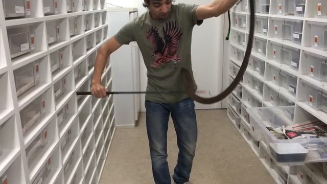 Редчайшая арабская кобра (Naja arabica) смотреть онлайн