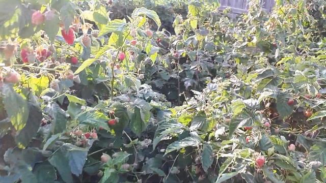 Плодоношение ремонтантной малины Надёжная.. смотреть онлайн