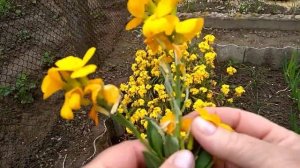 Лакфиоль(хейрантус)-обильноцветущий полукустарник