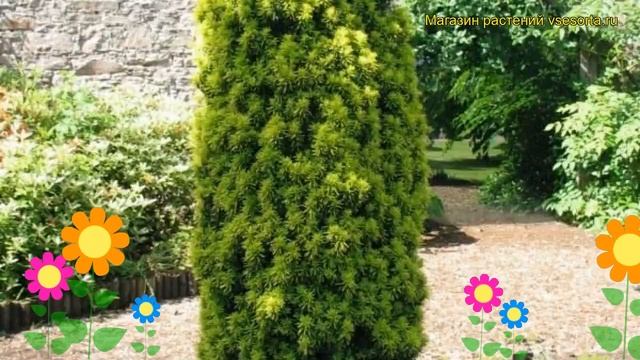 Тис ягодный Давид. Краткий обзор, описание характеристик, где купить taxus baccata David смотреть онлайн