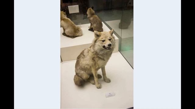 Как нарисовать лапы волка смотреть онлайн