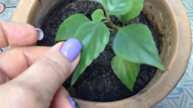 Посадила фикус и капризку . смотреть онлайн
