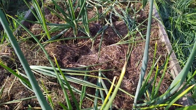 Лук шалот Истобенский результат 2022 смотреть онлайн