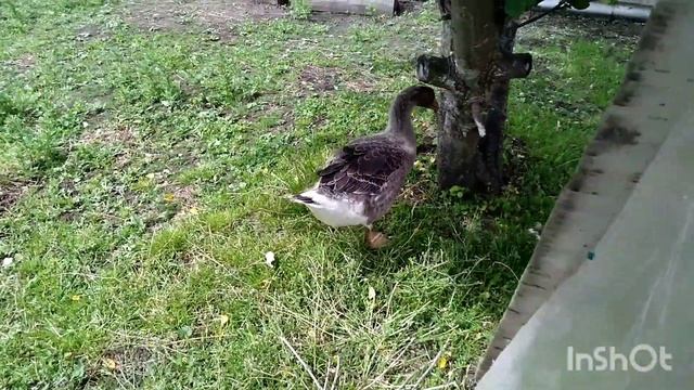 Забой бройлеров в 38 дней и просто жизнь в деревне.....дела...дела... смотреть онлайн