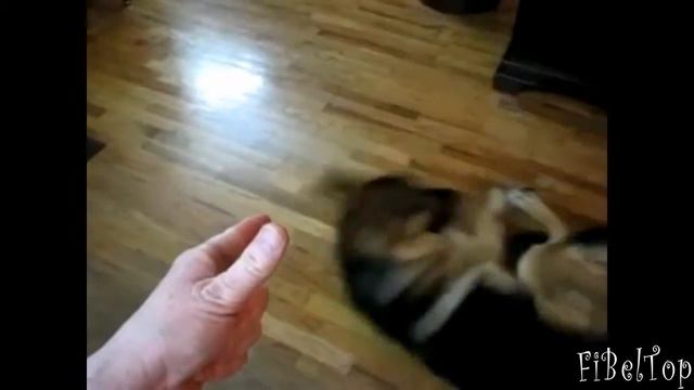 Животные притворяются мертвыми Смешное видео про животных Смотреть смешные видео смотреть онлайн