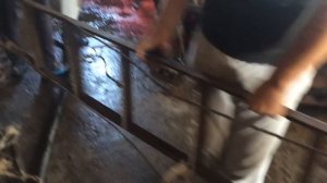 Как режут корову на Курбан Байрам