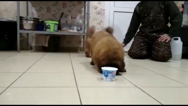 Щенки тибетского мастифа львиного типа из питомника смотреть онлайн