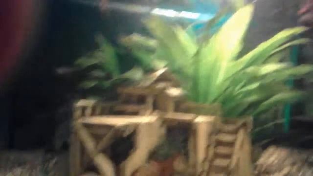 Кормление Суматранских барбусов