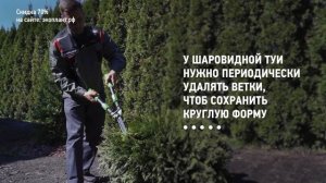 ТУЯ ? Брабант или Смарагд? Посадка - Стрижка - Уход - Полив