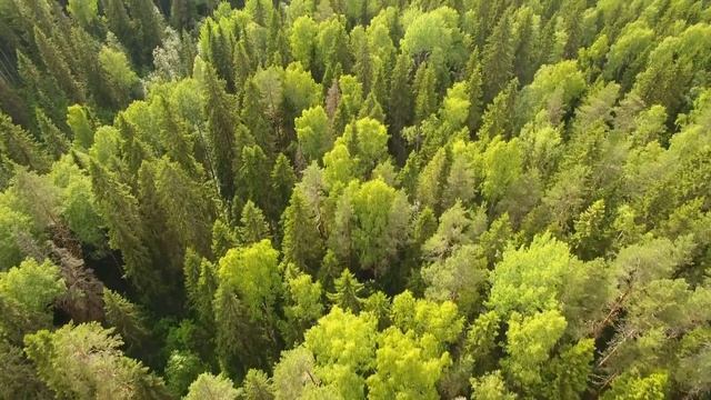 Пришелец умолял старика пойти за ним в глубь леса! Там случилась беда! смотреть онлайн