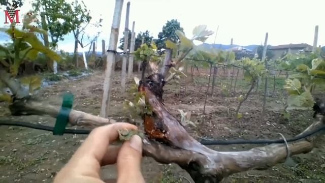 How to Prune and Grow Grapes ; A Complete Garden Growing spur type guide смотреть онлайн