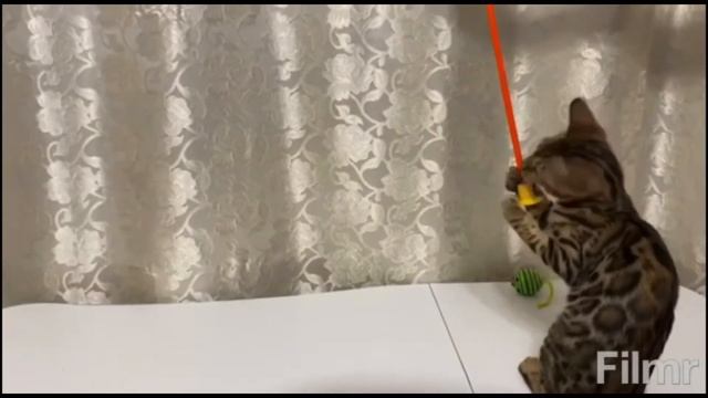 Бенгальские котята, 4 девочки. Розетка на золоте. Выводок 21.09.2021 смотреть онлайн