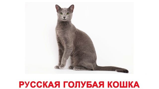 Картинки ПОРОДЫ КОШЕК для детей, карточки по методике Глена Домана «Вундеркинд с пеленок»