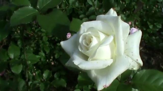 Юрьевец. Прогулка по Глазовой Горе. смотреть онлайн