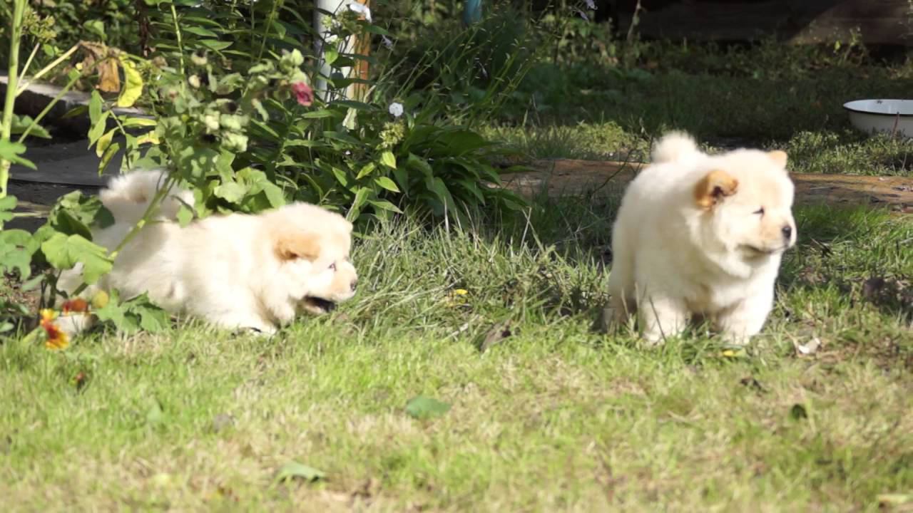 puppies Chow chow for sale смотреть онлайн