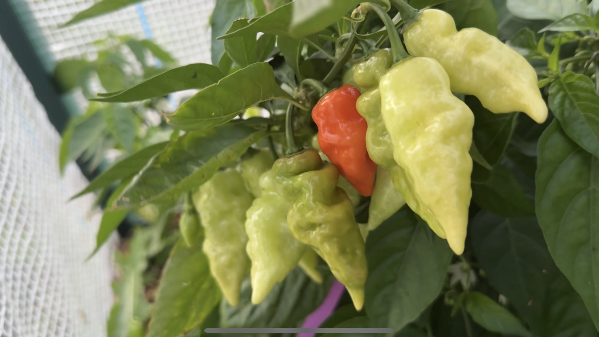 26.07.24 на огород через неделю, опять все засохло смотреть онлайн