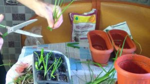 ИНДИЙСКИЙ ЛУК. Размножение, Полезные свойства.