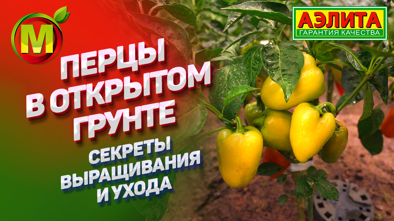 Выращивание ПЕРЦА в ОТКРЫТОМ ГРУНТЕ Подмосковья. Обзор сортов. смотреть онлайн