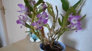 Дендробиум Нобиле (Dendrobium Nobile): уход в домашних условиях