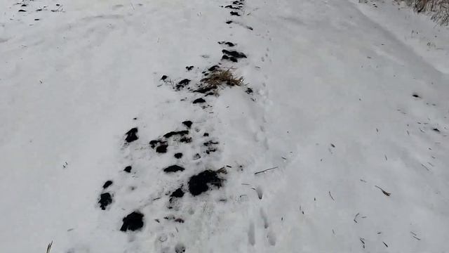 охота на зайца 2023. тропление в оттепель смотреть онлайн