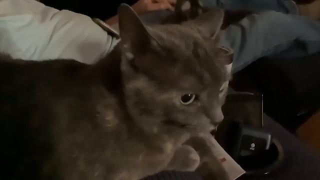 Cat knows the word cookie смотреть онлайн