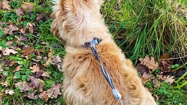 Осторожно, плесень в Германии/Прохладные выходные//Прогулки с Лeo @ohneworteninakussmann1787 смотреть онлайн