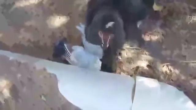 Смех лисицы! смотреть онлайн