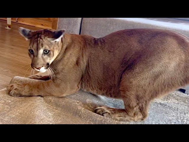 Кого пума Месси поймал под ковром? Большой кот тоже ловит мышей. Тренировка смотреть онлайн