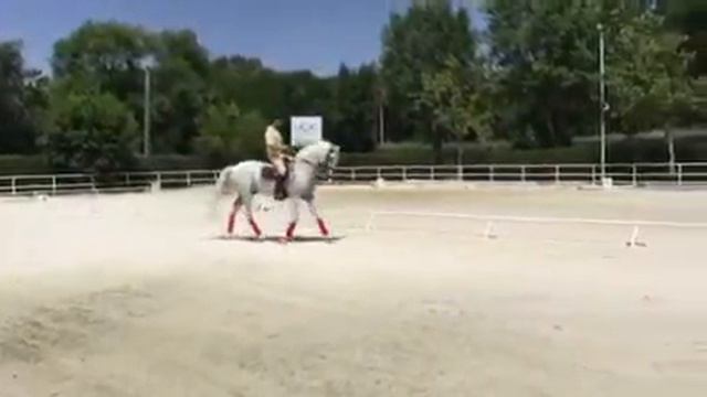 Шикарная лошадь от www.spanishhorse.ru смотреть онлайн
