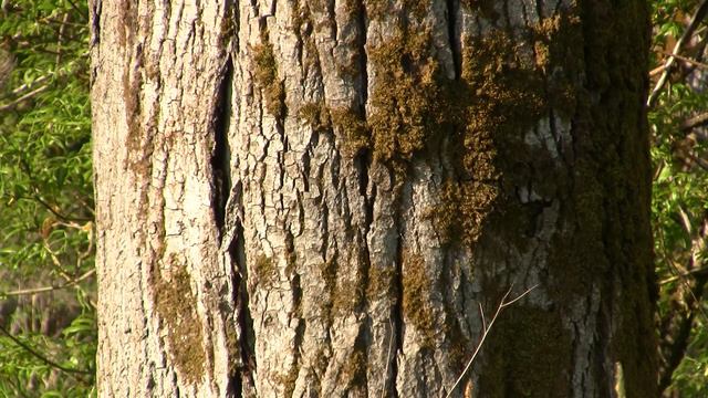 Nesting: House Wren. Гнездование: домовый крапивник (508sp) смотреть онлайн