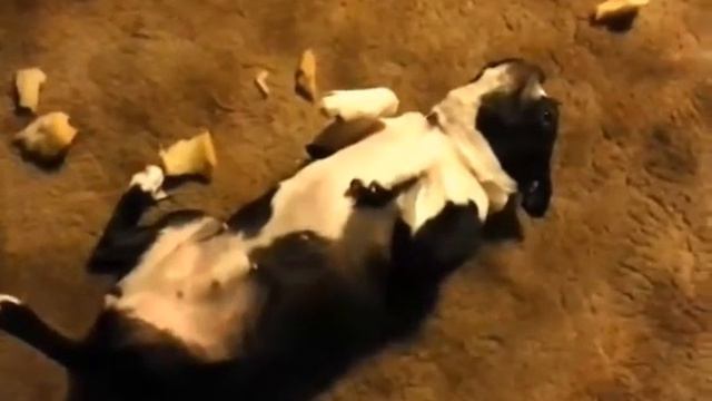 Смешные ролики с собаками Funny videos with dogs смотреть онлайн