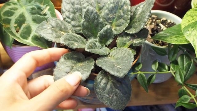 Summer Plant Tour 2023 | Rare + Common House Plants