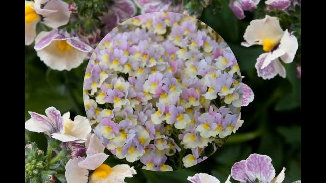 НЕМЕЗИЯ (NEMESIA) сем. Норичниковые смотреть онлайн