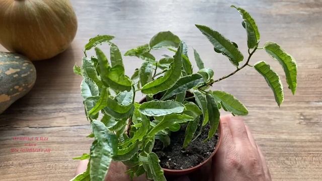 Обзор #Ficussagitattamutabilius, уход в домашних условиях смотреть онлайн