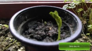 Развитие растения на примере гороха