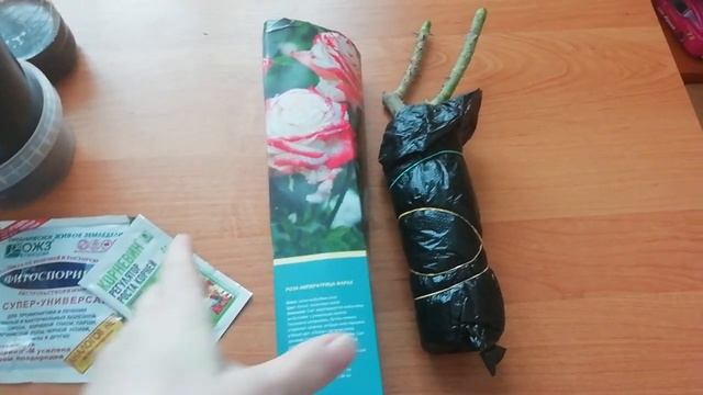 1 марта 2021 г. ЧТО ПРОИСХОДИТ С РОЗОЙ ГЛОРИЯ ДЭЙ ИЗ ПОДВОРЬЕ. ??♀️ КУПИЛА РОЗУ В КОРОБКЕ! ??? смотреть онлайн