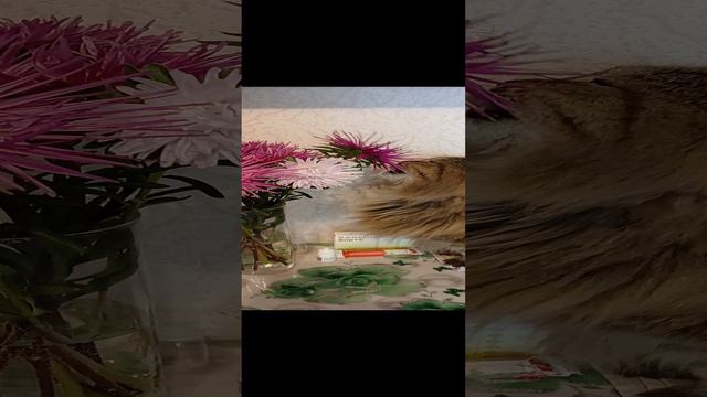 Мои животные