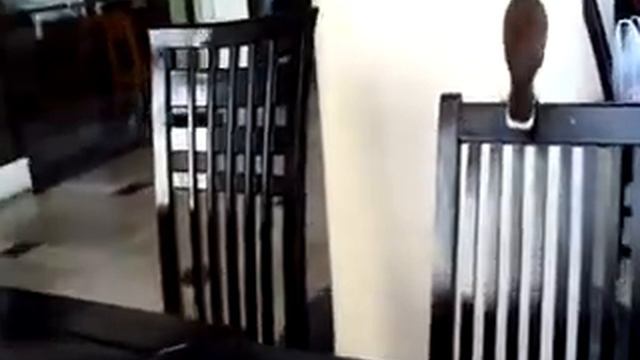 Птичка ворует еду в ресторане смотреть онлайн