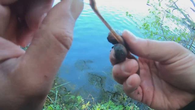 СТОЛЬКО ЛОВИТЬ и БЕЗ СЕТЕЙ!!! РЫБАЛКА на ПОПЛАВОЧНУЮ УДОЧКУ ВЕСНОЙ смотреть онлайн