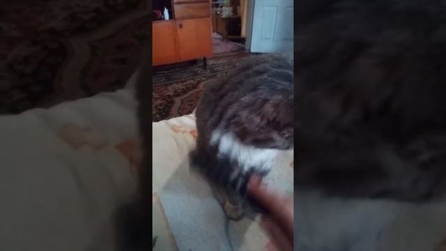 Как надо расчесать кота!!!!! смотреть онлайн